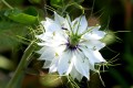 nigelle de damas
